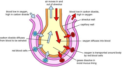 gas exchange in an alveolus