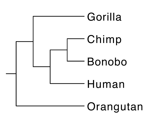 the true for humans and close relatives
