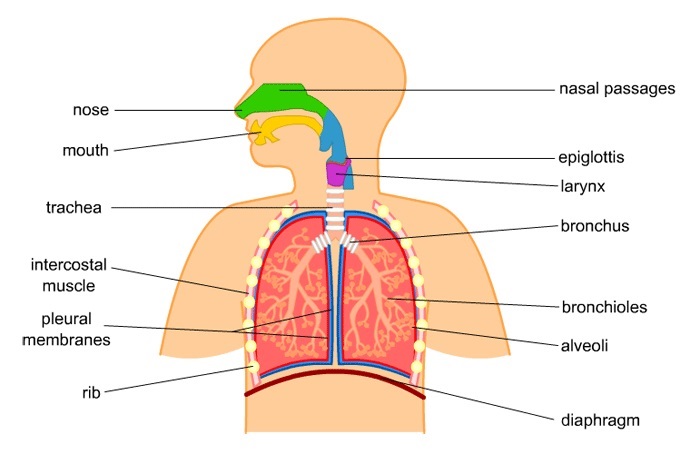 the ventilation system
